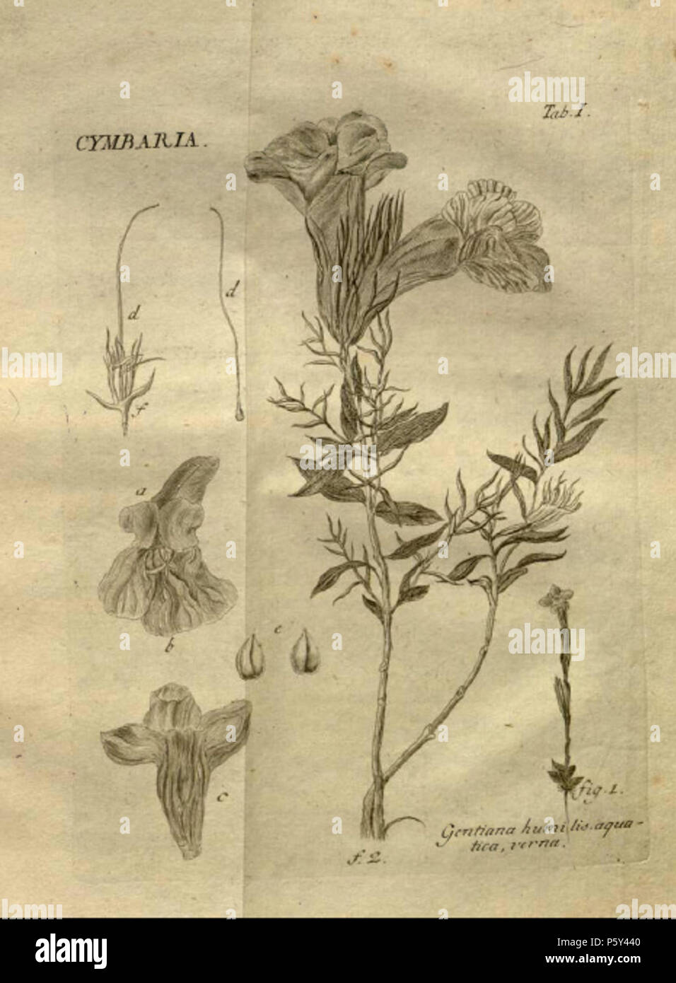 N/A. Formerly Cymbaria L. (now Cymbochasma Endl.) and Gentiana humilis, aquatica and verna. Illustration from Stirpium rariorum … ab Ioanne Ammano . 1739. Johann Amman (1707-1741) 396 Cymbaria and Gentiana humilis aquatica verna Stock Photo