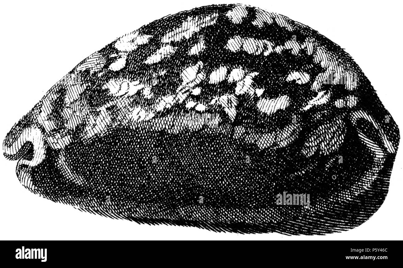 N/A. English: A drawing of Mauritia mauritana (Linnaeus, 1758) - synonym : Cypraea mauritiana :  Cypraea mauritana Linnaeus, 1758 . 1742. Niccolò Gualtieri 396 Cypraea-mauritania-001 Stock Photo