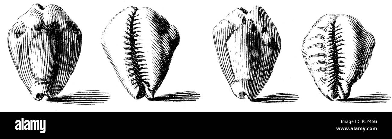 N/A. English: A drawing of Monetaria moneta (synonym :Cypraea moneta) Linnaeus, 1758 :  Cypraea moneta Linnaeus, 1758 . 1742. Niccolò Gualtieri 396 Cypraea-moneta-001 Stock Photo