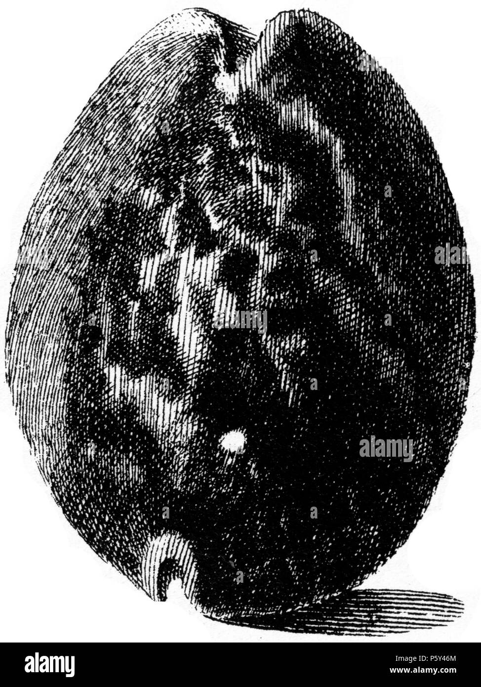 N/A. English: A drawing of Mauritia mauritana (Linnaeus, 1758) - synonym : Cypraea mauritiana :  Mauritia mauritana Linnaeus, 1758 . 1742. Niccolò Gualtieri 396 Cypraea-mauritania-002 Stock Photo
