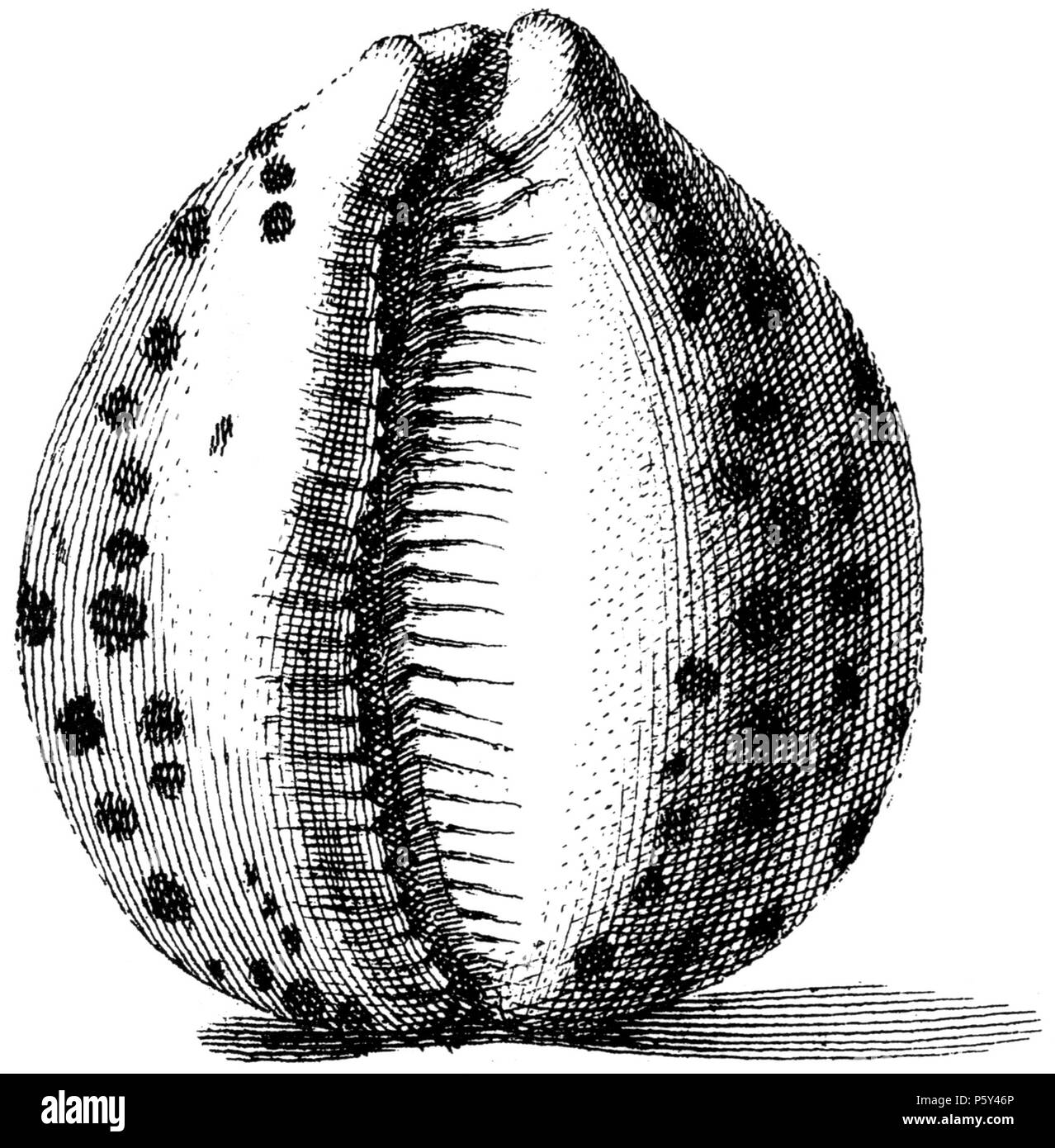 N/A. English: A drawing of Cypraea tigris Linnaeus, 1758 :  Cypraea tigris Linnaeus, 1758 . 1742. Niccolò Gualtieri 396 Cypraea-tigris-002 Stock Photo