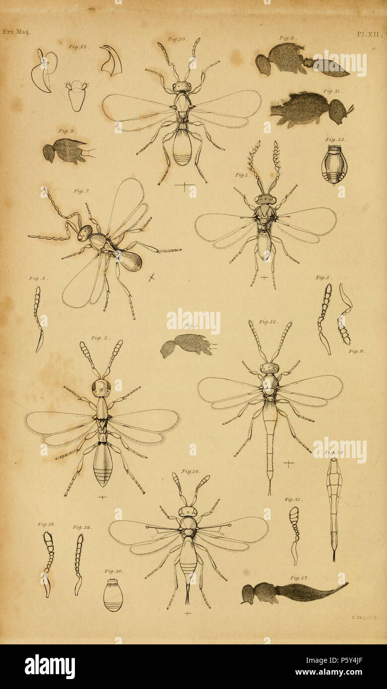 N/A. English: Entomological Magazine 3 Plate XII.—See Art. XXIII [On the Species of Platygaster, &c. By Francis Walker 217-275 'In the first volume of the Entomological Magazine there is an excellent methodical arrangement of these and other,minute Hymenoptera, by Mr. Haliday; who, by the loan of his MSS. and collection, contributed much of the following descriptions : ] Fig. 1. Iphitrachelus Lar. Mas. 2. Platygaster Catillus, Fem.- 3. Thorax of ditto, vertical section, sctltel mucronate. 4. Platygaster cochleatus, vertical section, scutel produced. 5. Ditto relutinus, Mas, antenna, 6. ditto F Stock Photo