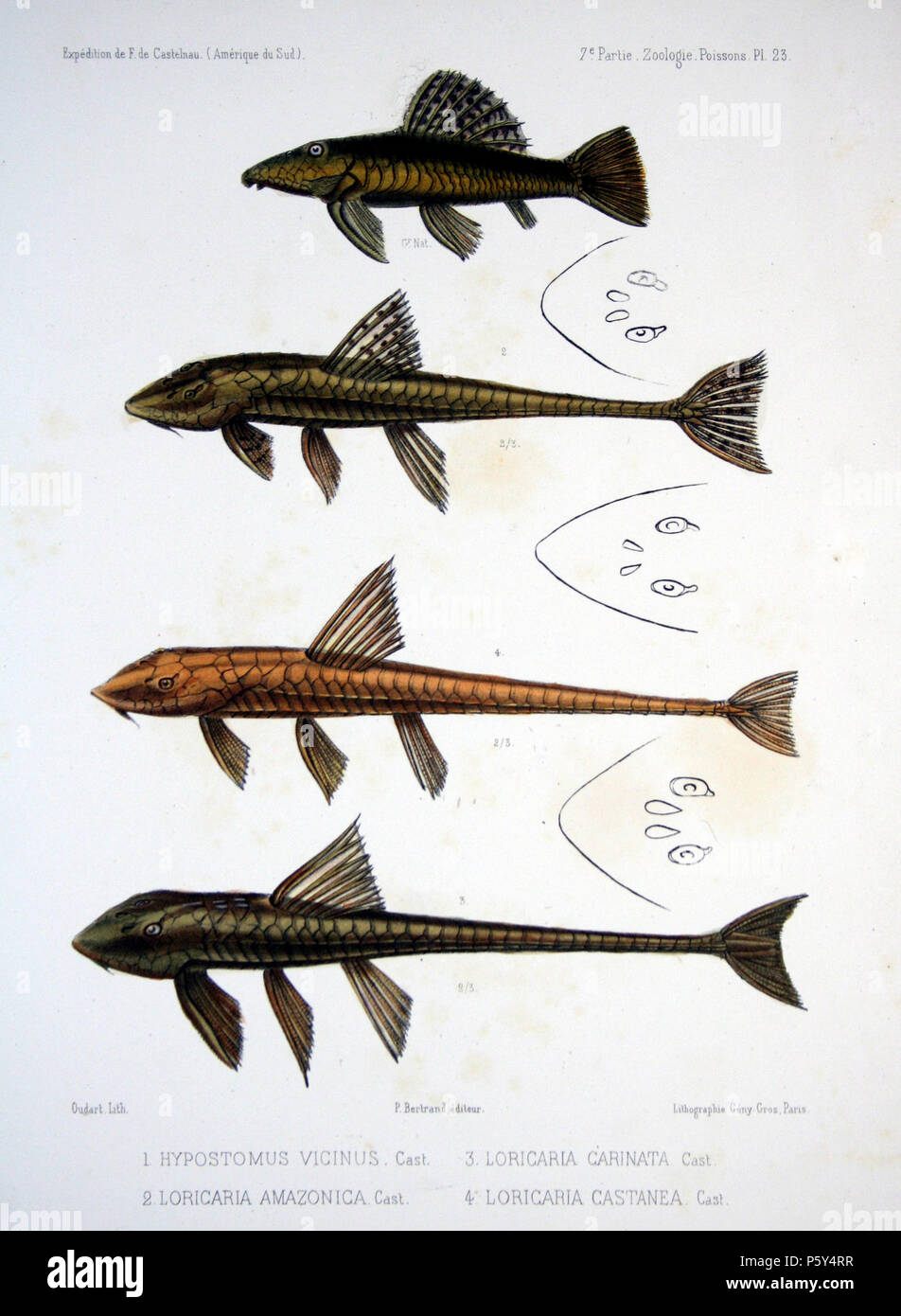 N/A. From top to bottom: Hypostomus vicinus = Parancistrus aurantiacus Loricaria amazonica = Loricariichthys maculatus + head from above Loricaria castanea = Loricariichthys castaneus + head from above Loricaria carinata = Loricaria cataphracta + head from above . 1856.   Francis de Laporte de Castelnau  (–1880)      Alternative names François Louis Nompar de Caumont LaPorte, comte de Castelnau; François Laporte; Francis de Castelnau.  Description French naturalist, explorer and entomologist  Date of birth/death 25 December 1810 / 25 December 1812 4 February 1880  Location of birth/death Londo Stock Photo