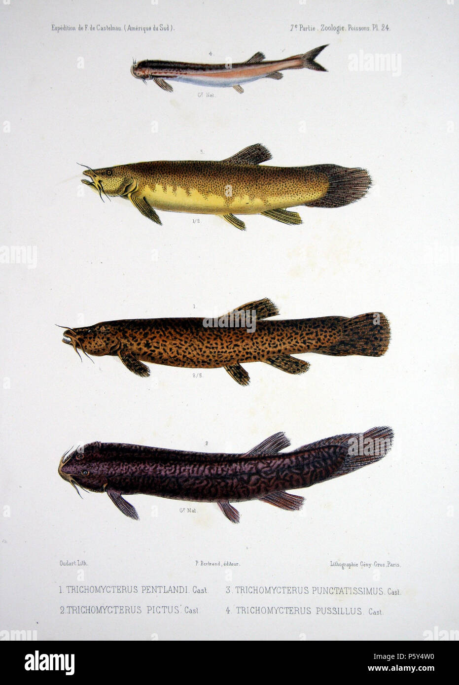Trichomycterus rivulatus hires stock photography and images Alamy