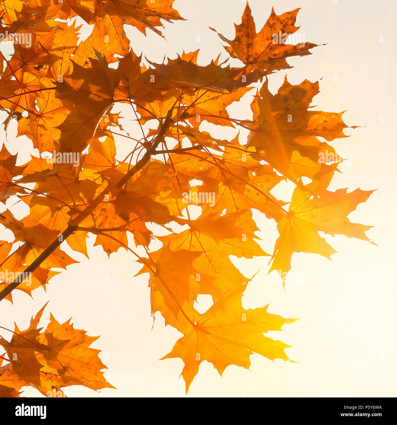 Colorful maple leaves close up on a beautiful sunny autumn day. Autumn ...