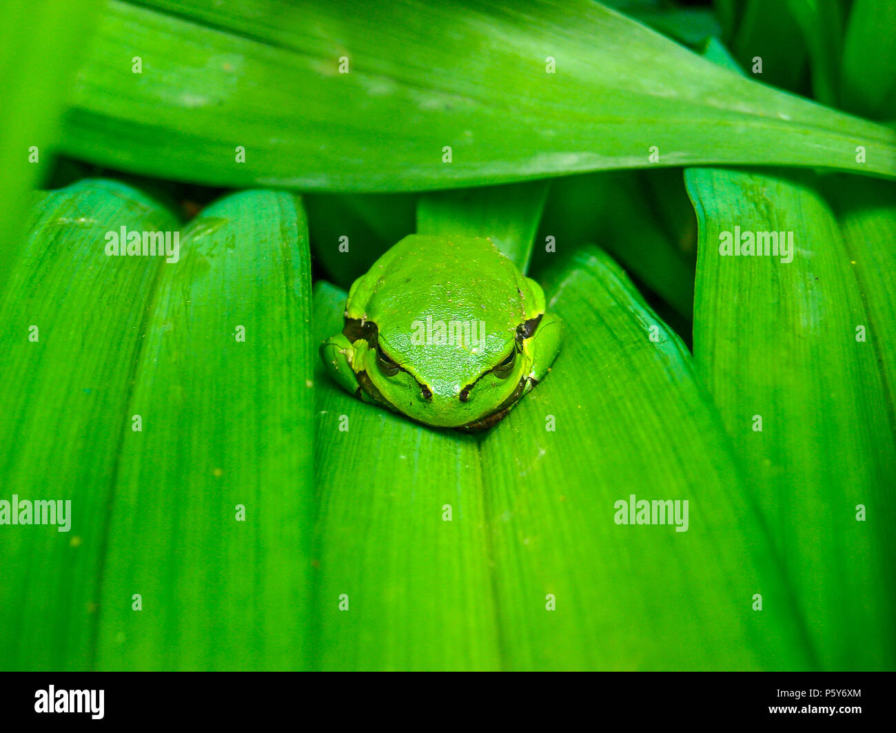 Small tree-frog sleeping on a flower leaf Stock Photo