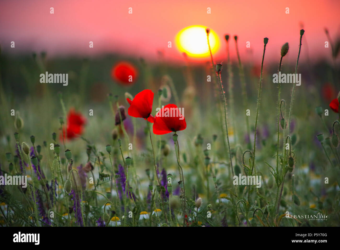 Poppy flowers on the field with sunset in the background Stock Photo
