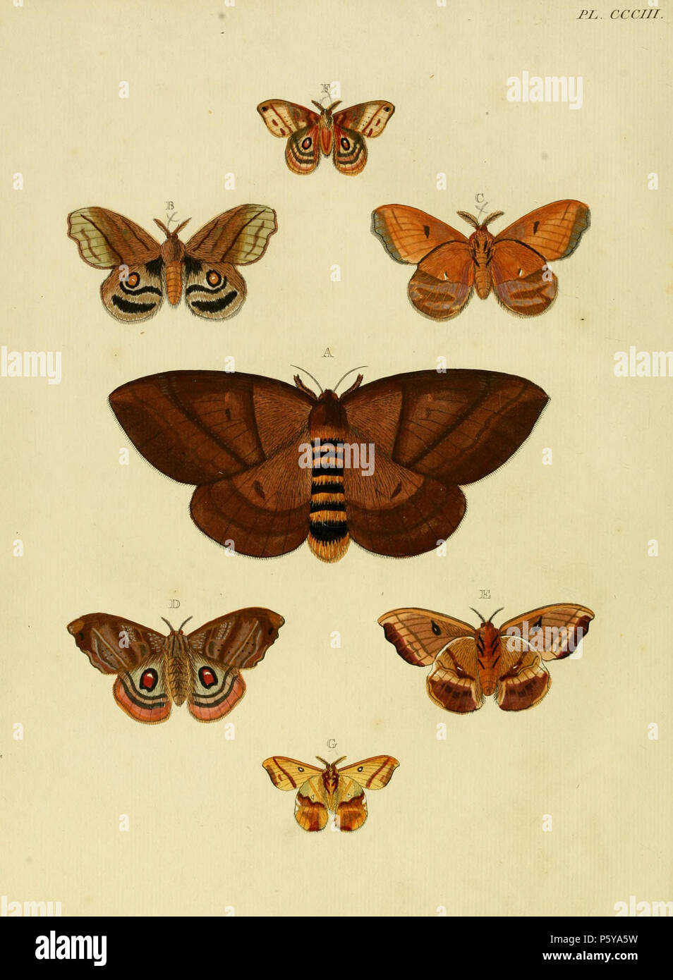 N/A. Plate CCCIII Warning: some taxa/names may be misidentified/misapplied or placed in a different genus.  A: '(Phalaena) Calchas' ( = Dirphia calchas (Cramer 1780), iconotype, see The Global Lepidoptera Names Index, NHM).  B, C: '(Phalaena) Nausica' ( = Hyperchiria nausica (Cramer, [1779]), see Funet). Photos at Barcode of Life.   In register spelled 'Nauzica' Also on pl 249, D, E.   D, E, F, G: '(Phalaena) Jo' ( = () Automeris io (Fabricius, 1775) see Funet). Photos at Butterflies and Moths of North America. Not found in Lepindex, not in Funet as Phalaena Io.  . 1779. Pieter Cramer (1721 -  Stock Photo