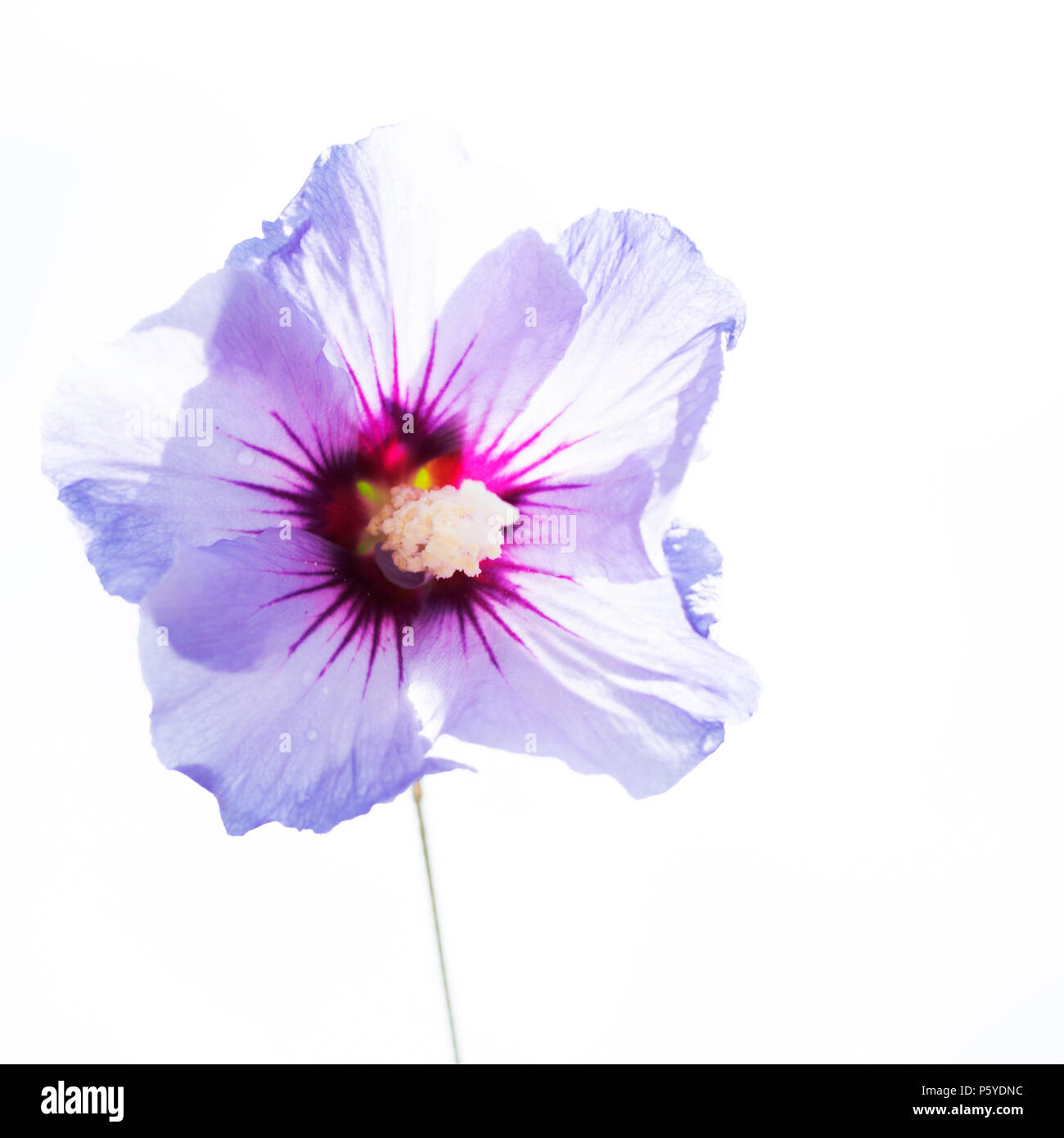 Close up of a single beautiful isolated purple hibiscus flower, or rose mallow, full of details, photographed in high key with white backgound Stock Photo