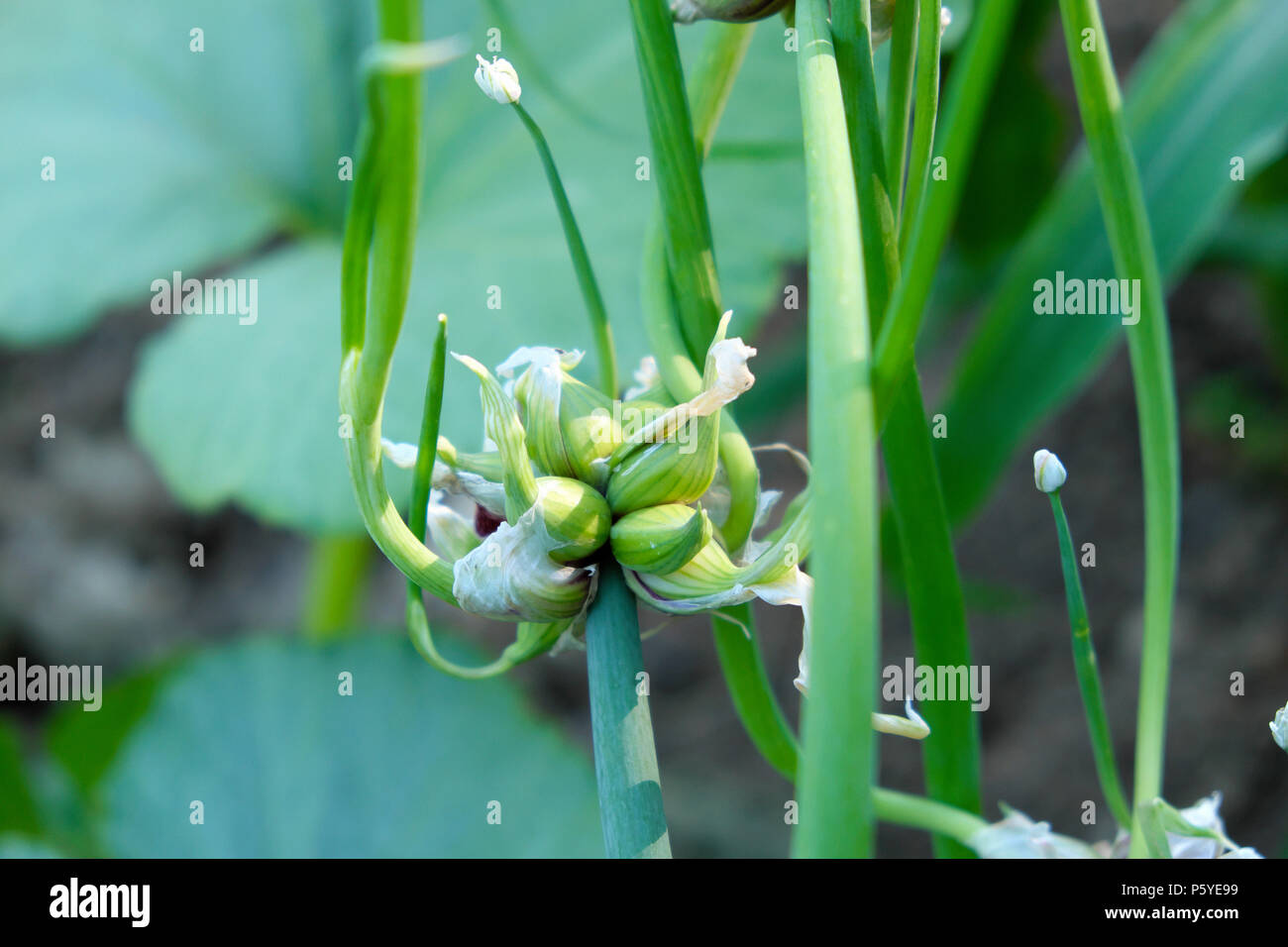 Tree onions (Allium × proliferum,) or growing on a plant in a country garden in June summer Wales UK KATHY DEWITT Stock Photo