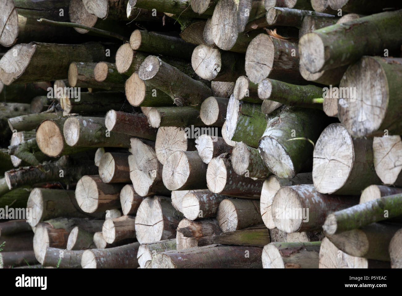 Stack of chopped wood Stock Photo