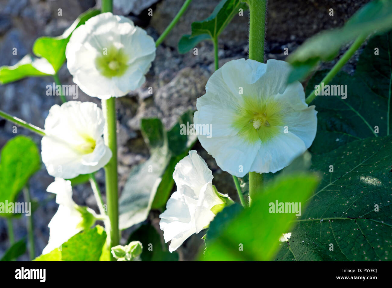 Tall White Flowers High Resolution Stock Photography and Images - Alamy