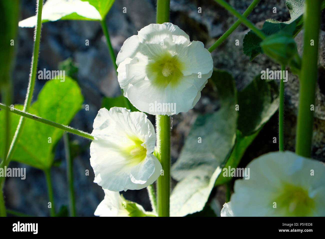 White hollyhock with lime green centre flowering growing in a country garden against the stone wall of a barn in June summer Wales UK  KATHY DEWITT Stock Photo