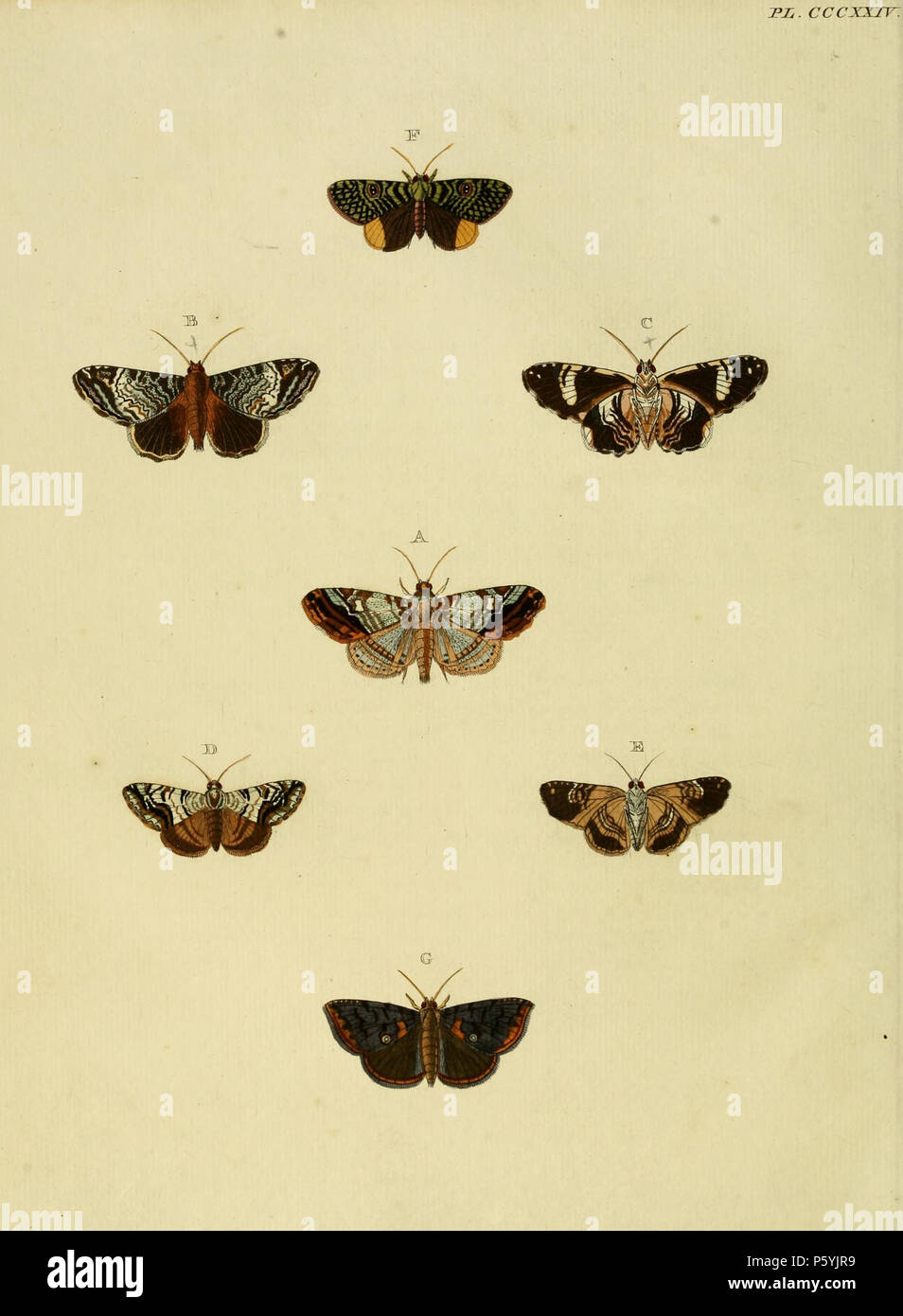 N/A. Plate CCCXXIV Warning: some taxa/names may be misidentified/misapplied or placed in a different genus.  A: '(Phalaena) Euristea' ( = Metria euristea (Stoll, 1780), see NHM, Global Lepidoptera Names Index).  B, C (), D, E (): '(Phalaena) Damonia' ( = Acolasis capensis (Cramer, 1777), see NHM, Global Lepidoptera Names Index).  Also on plate 167 C.  F: '(Phalaena) Oculata' ( = Glenopteris oculifera Hübner, [1821], see NHM, Global Lepidoptera Names Index). Photos at Barcode of Life.  G: '(Phalaena) Ancea' ( = Dyomyx ancea (Stoll, 1780), iconotype, see NHM, Global Lepidoptera Names Index).  .  Stock Photo