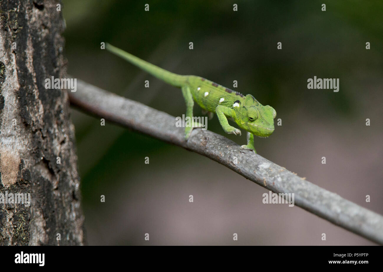 Madagascan chameleon Stock Photo