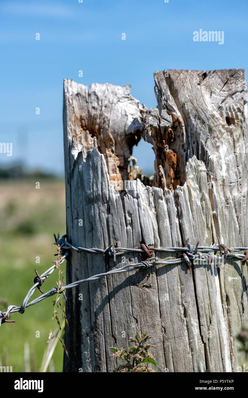 Old fence post with barbed wire wrapped around it Stock Photo