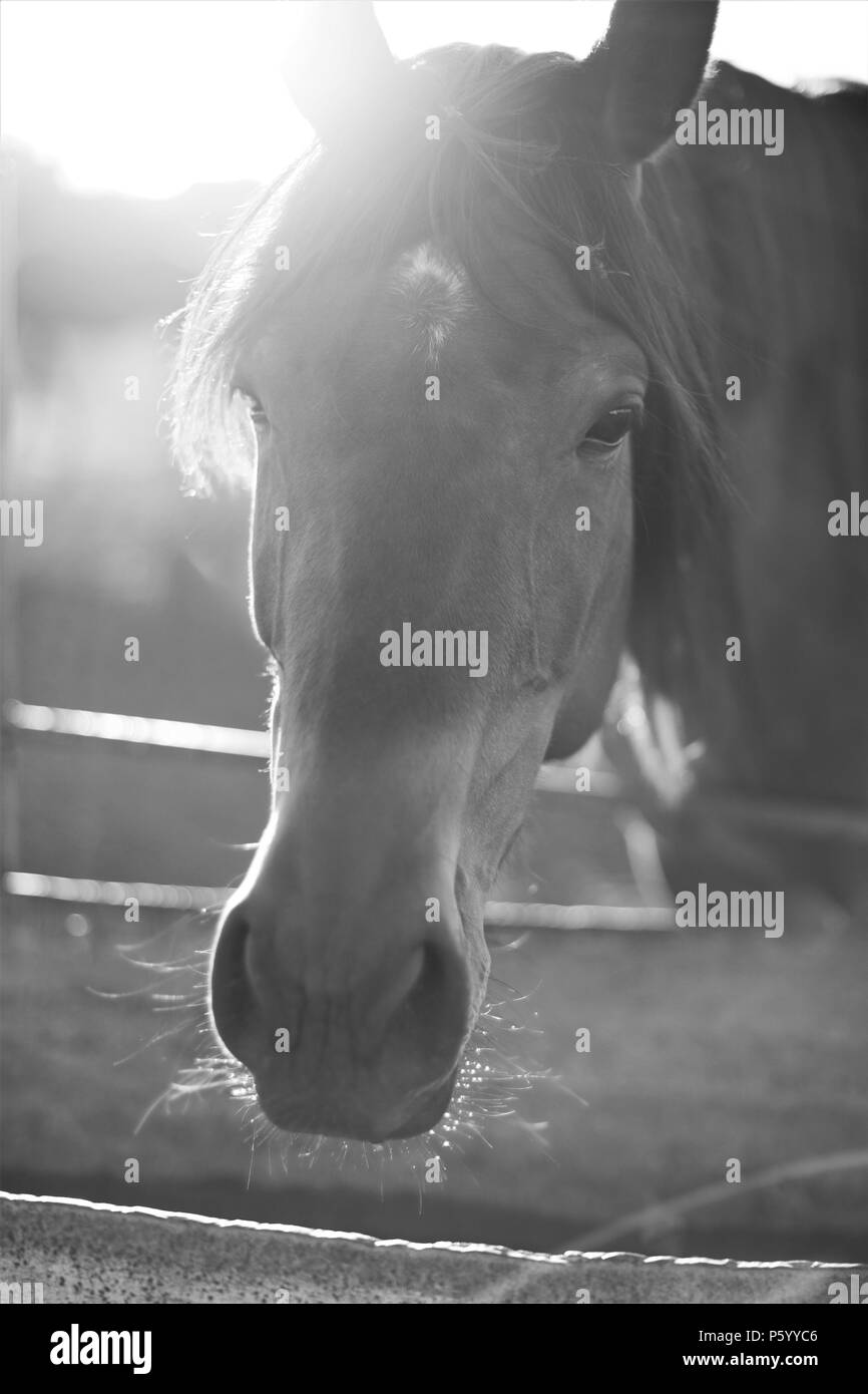 Portrait of a horse in black and white photo Stock Photo