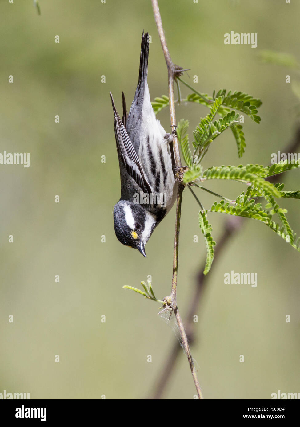 An upside down black-throated gray warbler on mesquite. Stock Photo