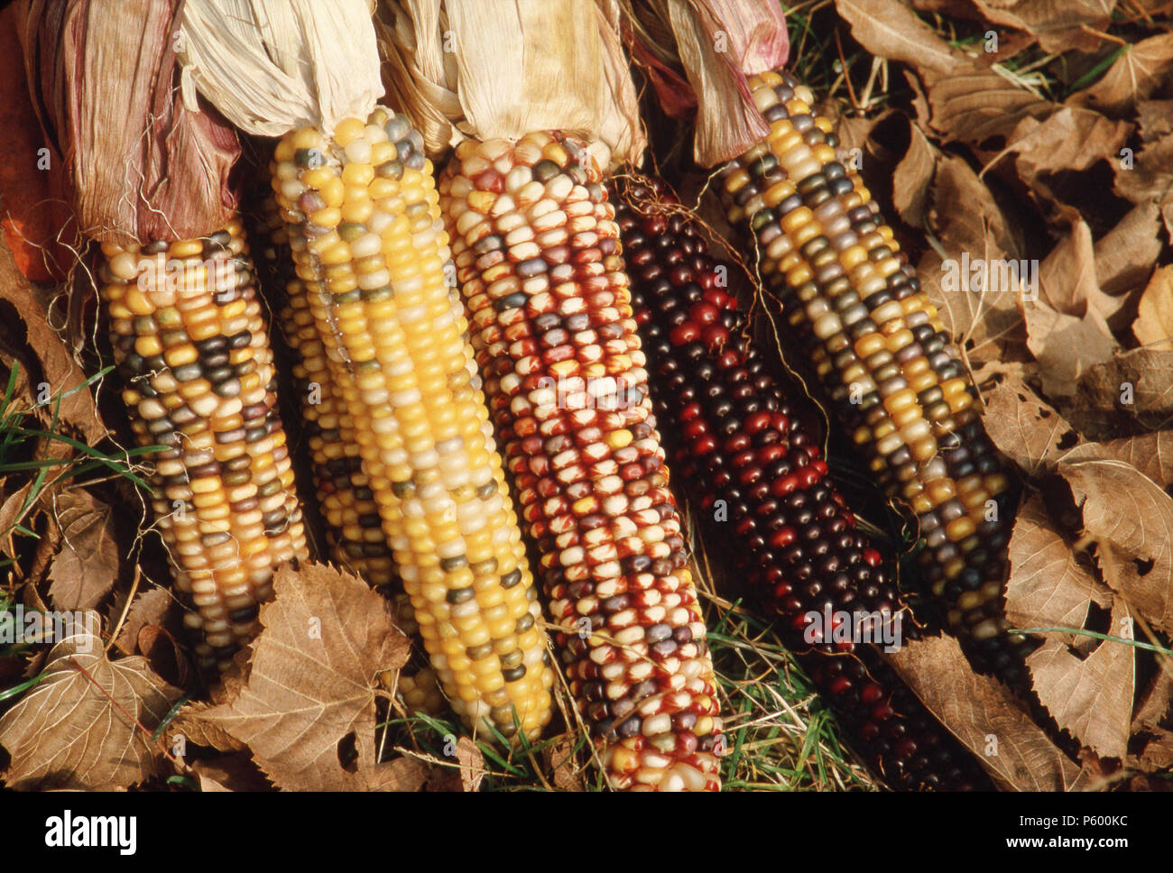 INDIAN CORN OF THE AMERICAS 30 Varieties of Maize Food Grain WALL POSTER