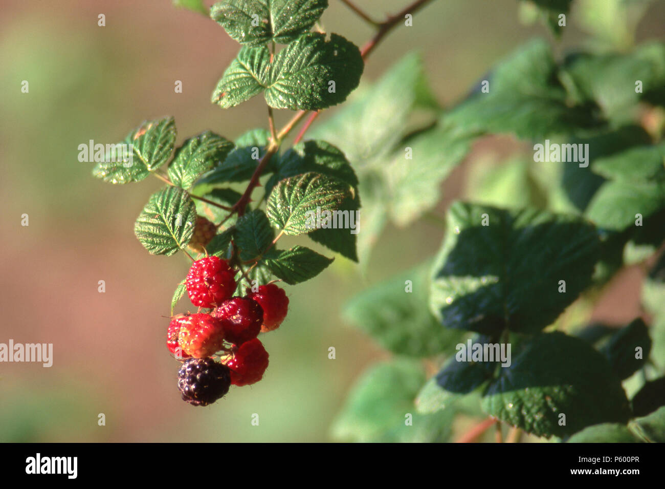 Ripening wild black raspberries, Maine. Photograph Stock Photo