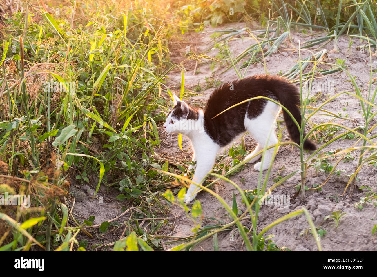 Black cat hunting hi-res stock photography and images - Alamy