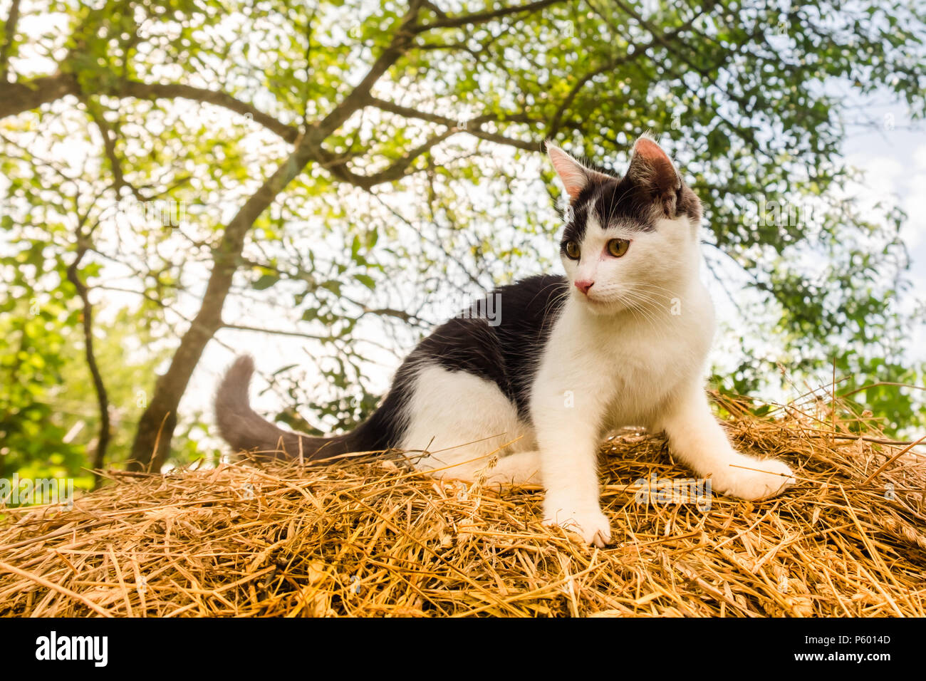 https://c8.alamy.com/comp/P6014D/young-black-white-spotted-cat-standing-on-dry-straw-bale-healthy-active-curious-domestic-pet-playing-outdoor-cute-kitten-in-country-garden-P6014D.jpg