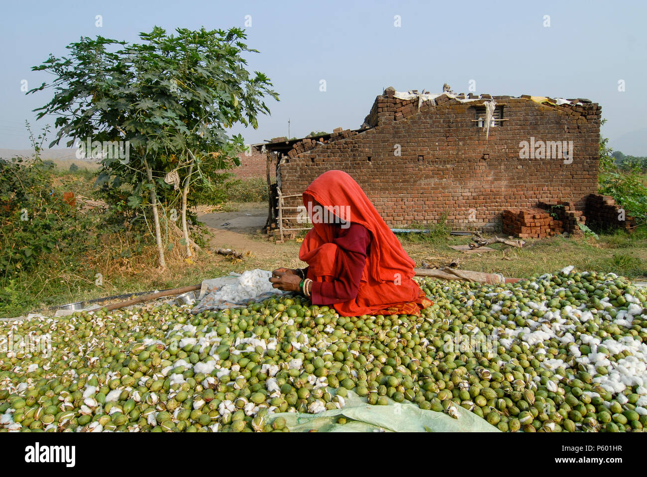 INDIA, Madhya Pradesh , Kasrawad, cotton farming, woman collect fibres