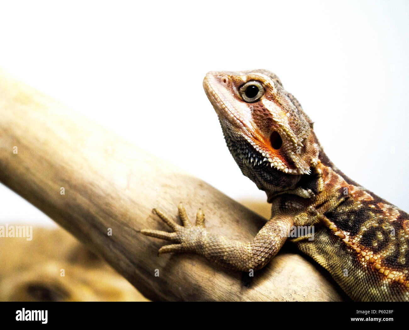 Close up of a Bearded Dragon Lizard on a branch against a white background Stock Photo