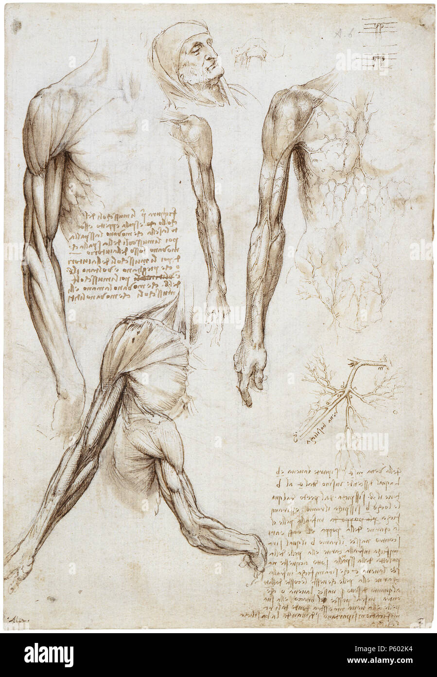 A Dead Or Moribund Man In Bust Length English A Dead Or Moribund Man In Bust Length The Muscles Of The Arm And The Veins Of The Arm And Trunk Between