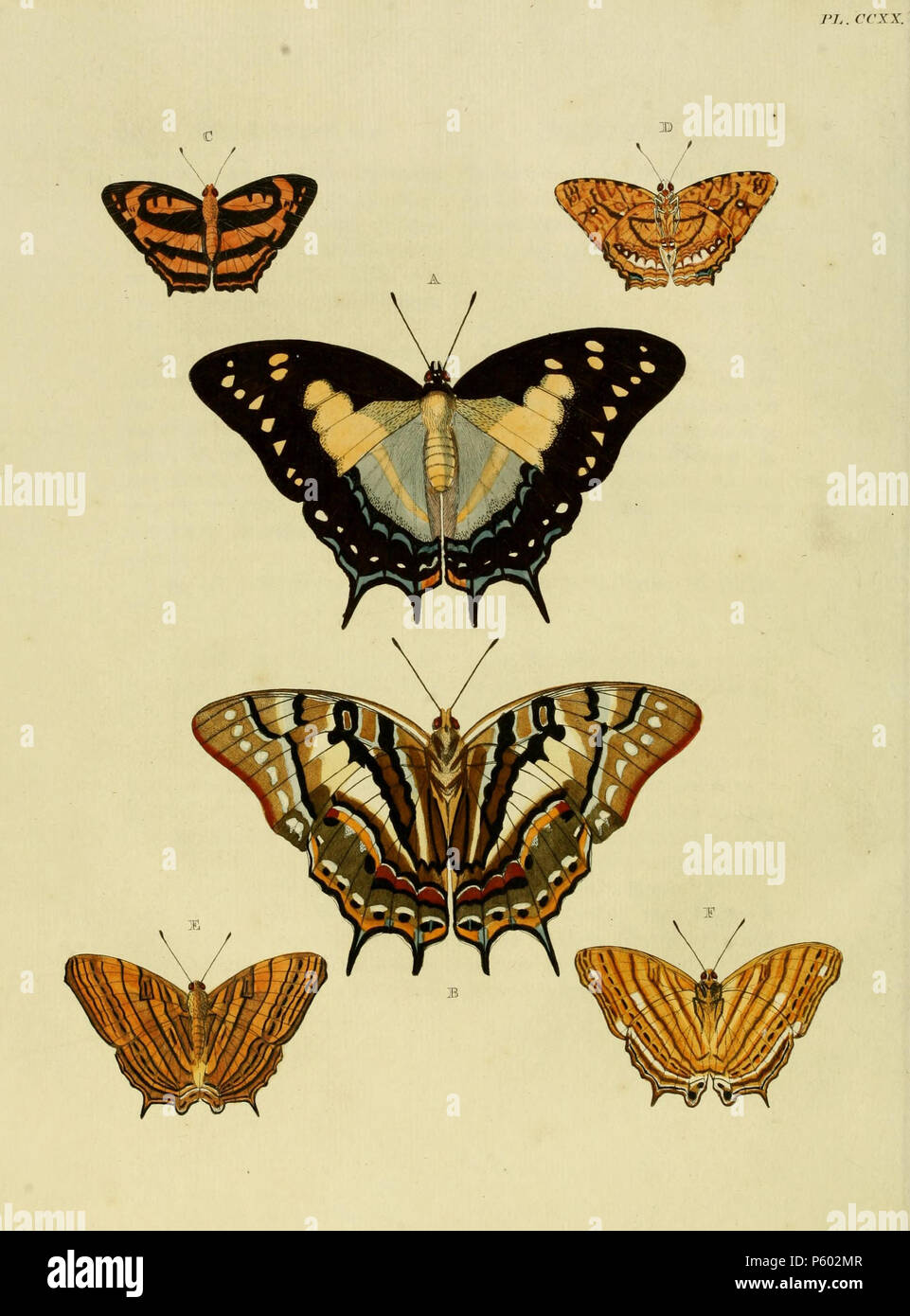N/A.  Plate CCXX  A, B: '(Papilio) Pyrrhus' ( = Polyura pyrrhus (Linnaeus, 1758)), see Funet.  C, D: '(Papilio) Hippoclus' ( = Symbrenthia hippoclus (Cramer, [1779]), iconotype), see Funet.  E, F: '(Papilio) Thyonneus' ( = Cyrestis thyonneus (Cramer, [1779]), iconotype), see Funet.  . 1782.  Pieter Cramer (1721 - 1776) and Caspar Stoll (between 1725 and 1730 - 1791) 389 CramerAndStoll-uitlandsche kapellen vol. 3- pl 220 Stock Photo