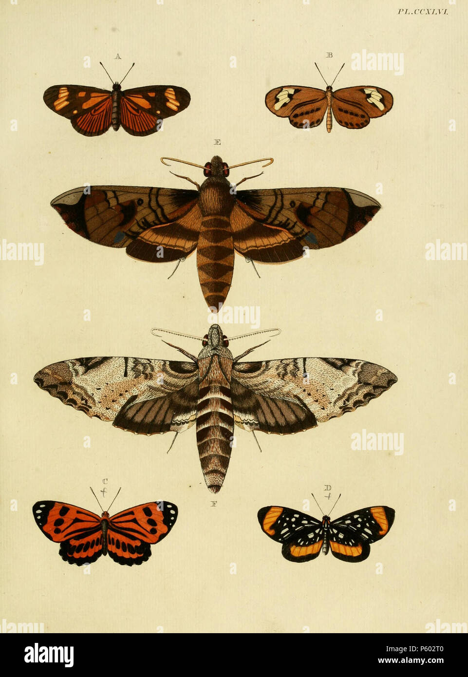 N/A.  Plate CCXLVI  A: '(Papilio) Thalia' ( = Actinote thalia (Linnaeus, 1758), see Funet. Photo at Tree of Life.  B: '(Papilio) Rosalia' ( = Sais rosalia (Cramer, [1779]), iconotype), see The Global Lepidoptera Names Index, NHM and Funet. Photo at Tree of Life.  C: '(Papilio) Calliope' ( = Stalachtis calliope (Linnaeus, 1758)), see Funet. Photo at Tree of Life.  Also on plate 133 F as '(Papilio) Eugenia'.  D: '(Papilio) Euterpe' ( = Stalachtis euterpe (Linnaeus, 1758)), see Funet.  E: '(Sphinx) Ficus' ( = Pachylia ficus (Linnaeus, 1758)), see Funet. Photos at Barcode of Life.  F: '(Sphinx) Ha Stock Photo