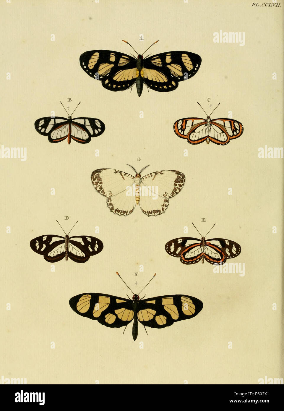 N/A.  Plate CCLVII  A: '(Papilio) Linus' ( = Gazera heliconioides obidona (Rothschild, 1919)), see Funet. Photo at Hétérocères de Guyane Française.  B, C: '(Papilio) Flora' ( = Oleria flora (Cramer, [1779]), iconotype), see Funet. Photos at Neotropical Butterfies.  D, E: '(Papilio) Clio' ( = Oleria aegle (Fabricius, 1776)), see The Global Lepidoptera Names Index, NHM. Photos at Neotropical Butterflies.  F: '(Papilio) Psidii' ( = Thyridia psidii undularis (Linnaeus, 1758)), see Funet. Photo at Neotropical Butterflies.  G: '(Phalaena) Cunina' ( = Euchera cunina (Cramer, [1780]), iconotype), see  Stock Photo