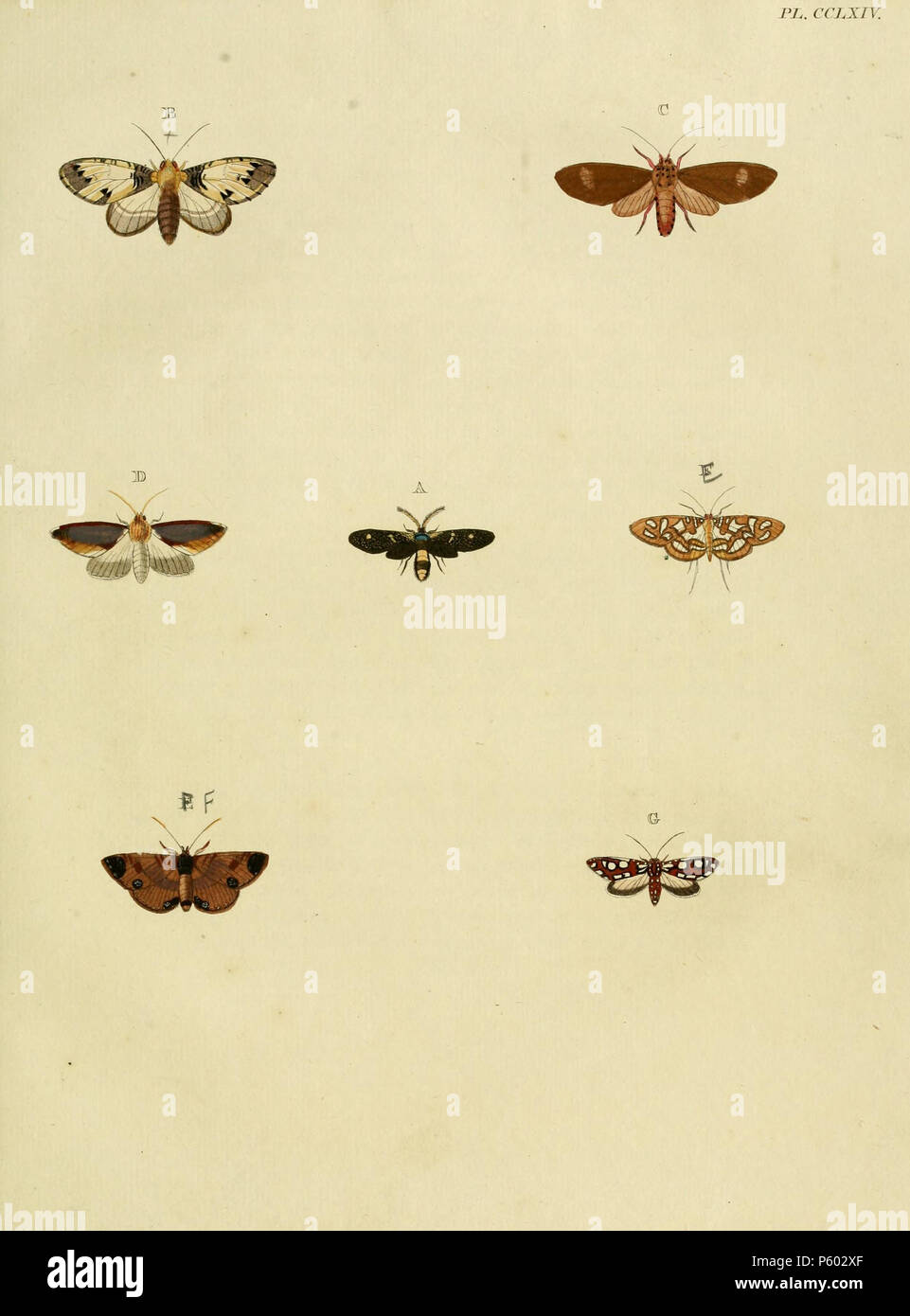 N/A.  Plate CCLXIV  A: '(Sphinx) Auratus' ( = Callizygaena nivimacula (Felder , 1874)), see Butterflies and Moths of the World, NHM.  B: '(Phalaena) Marthesia' ( = Macrurocampa marthesia (Cramer, [1779]), iconotype), see Funet. Photos at Discover Life.  C: '(Phalaena) Vidua' ( = Amerila vidua (Cramer, [1780]), iconotype), see Funet. Photos at African Moths.  D: '(Phalaena) Filia' ( = Mauna filia (Cramer, 1779), iconotype), see The Global Lepidoptera Names Index, NHM.  E: '(Phalaena) Pueritia' ( = Nausinoe pueritia (Cramer, [1780]), iconotype), see Funet. Photos at Barcode of Life.  See note wi Stock Photo