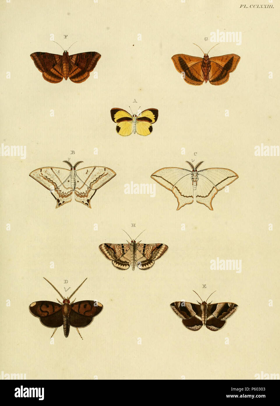 N/A.  Plate CCLXXIII  A: '(Papilio) Delia' ( = Eurema daira daira (Godart, 1819)), see Funet. Photos at Barcode of Life.  B, C: '(Phalaena) Lactucina' ( = Therinia lactucina (Cramer, [1780]), iconotype), see Funet. Photos at Barcode of Life and Hétérocères de Guyane Française.  D: '(Phalaena) Cocala' ( = Ceromacra cocala (Stoll, [1780]), iconotype), see The Global Lepidoptera Names Index, NHM.  E: '(Phalaena) Achatina' ( = Dysgonia algira (Linnaeus, 1767)), see Funet.  Also on plate 288 A  F, G: '(Phalaena) Archesia' ( = Mocis undata (Cramer, [1780])), see Funet.  H: '(Phalaena) virbia' ( = Mo Stock Photo