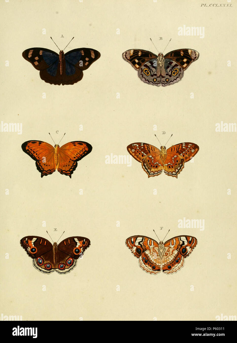N/A.  Plate CCLXXXI  A, B : '(Papilio) Anna' ( = Eunica anna), see Funet.  C, D: '(Papilio) Egista' ( = Vagrans egista (Cramer, [1780]), iconotype), see Funet. Photos at Barcode of Life.  E, F: '(Papilio) Orithya' ( = Junonia orithya (Linnaeus, 1758)), see Funet. Photos at Barcode of Life.  Also on plate 19 C, D (female) and plate 32 E, F (male).  . 1782.  Pieter Cramer (1721 - 1776) and Caspar Stoll (between 1725 and 1730 - 1791) 389 CramerAndStoll-uitlandsche kapellen vol. 3- pl 281 Stock Photo