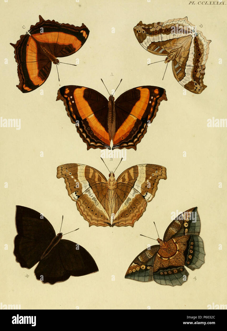 N/A. Plate CCLXXXIX Warning: some taxa/names may be misidentified/misapplied or placed in a different genus.  A, B (), C, D () : '(Papilio) Sabina' ( = Yoma sabina (Cramer, [1780]), iconotype), see Funet. Photo at Encyclopedia of Life.  (Note: Plate number correct. Description page erroneously numbered 'CCLXXIX'. in register page number as '389')  E, F: '(Papilio) Mermeria' ( = Taygetis mermeria (Cramer, [1776]), iconotype), see Funet Photo at Encyclopedia of Life.  (Note: In register spelled 'MERMETIA') Also on pl. 96 B.  . 1779. Pieter Cramer (1721 - 1776) and Caspar Stoll (between 1725 and  Stock Photo