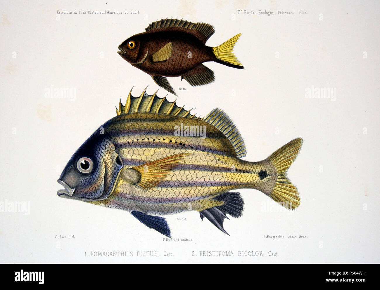 N/A. From top to bottom: Pomacanthus pictus Cast. = Stegastes pictus (Castelnau, 1855) Pristipoma bicolor Cast. = Anisotremus moricandi (Ranzani, 1842) . 1856.   Francis de Laporte de Castelnau  (–1880)      Alternative names François Louis Nompar de Caumont LaPorte, comte de Castelnau; François Laporte; Francis de Castelnau.  Description French naturalist, explorer and entomologist  Date of birth/death 25 December 1810 / 25 December 1812 4 February 1880  Location of birth/death London Melbourne  Authority control  : Q741590 VIAF:19775535 ISNI:0000 0001 2123 1359 LCCN:n88614984 NLA:35331775 Bo Stock Photo