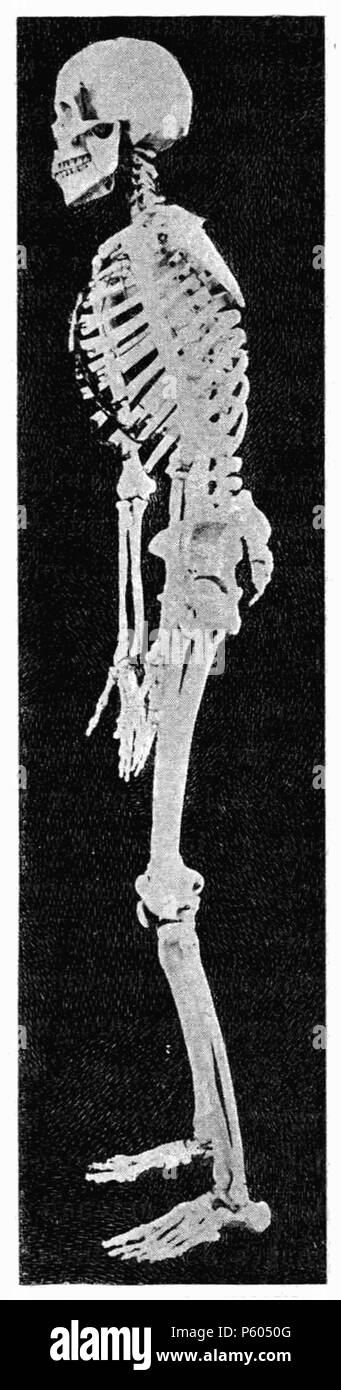 398 D029-squelette humain-L1-Ch1 Stock Photo