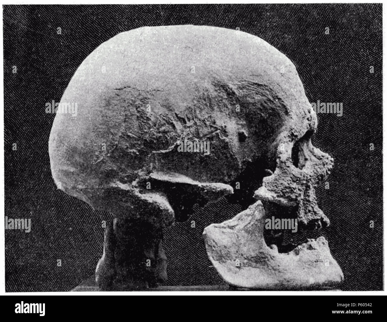 398 D046 Crane De L Homme De Cro Magnon L1 Ch1 Stock Photo Alamy
