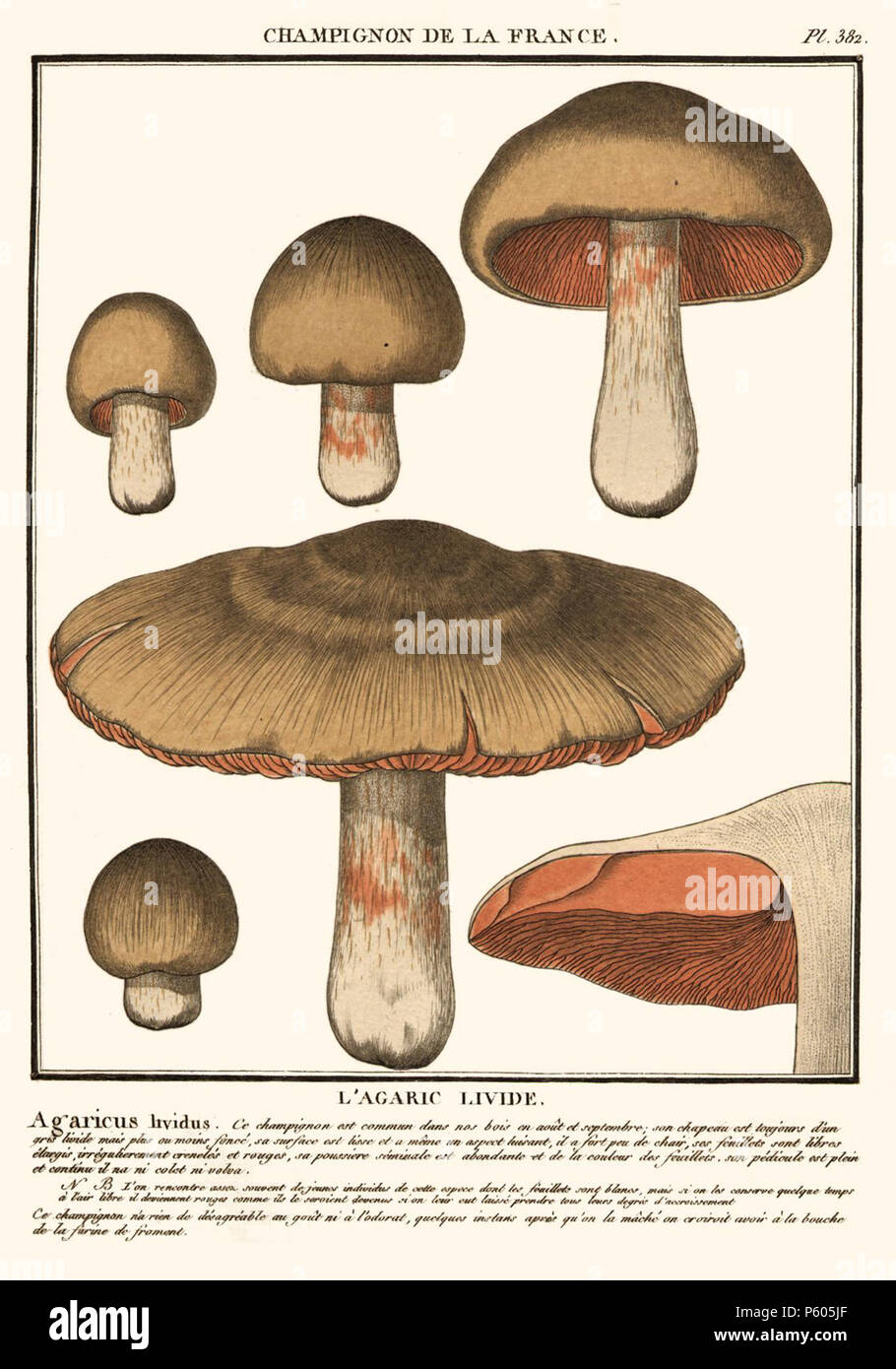 N/A. English: Illustration of the mushroom Agaricus lividus Bull., which would later become known as Entoloma sinuatum (Bull.) P.Kumm. 1788. Jean Baptiste Bulliard 519 Entoloma sinuatum by Bulliard 1788 plate 382 Stock Photo