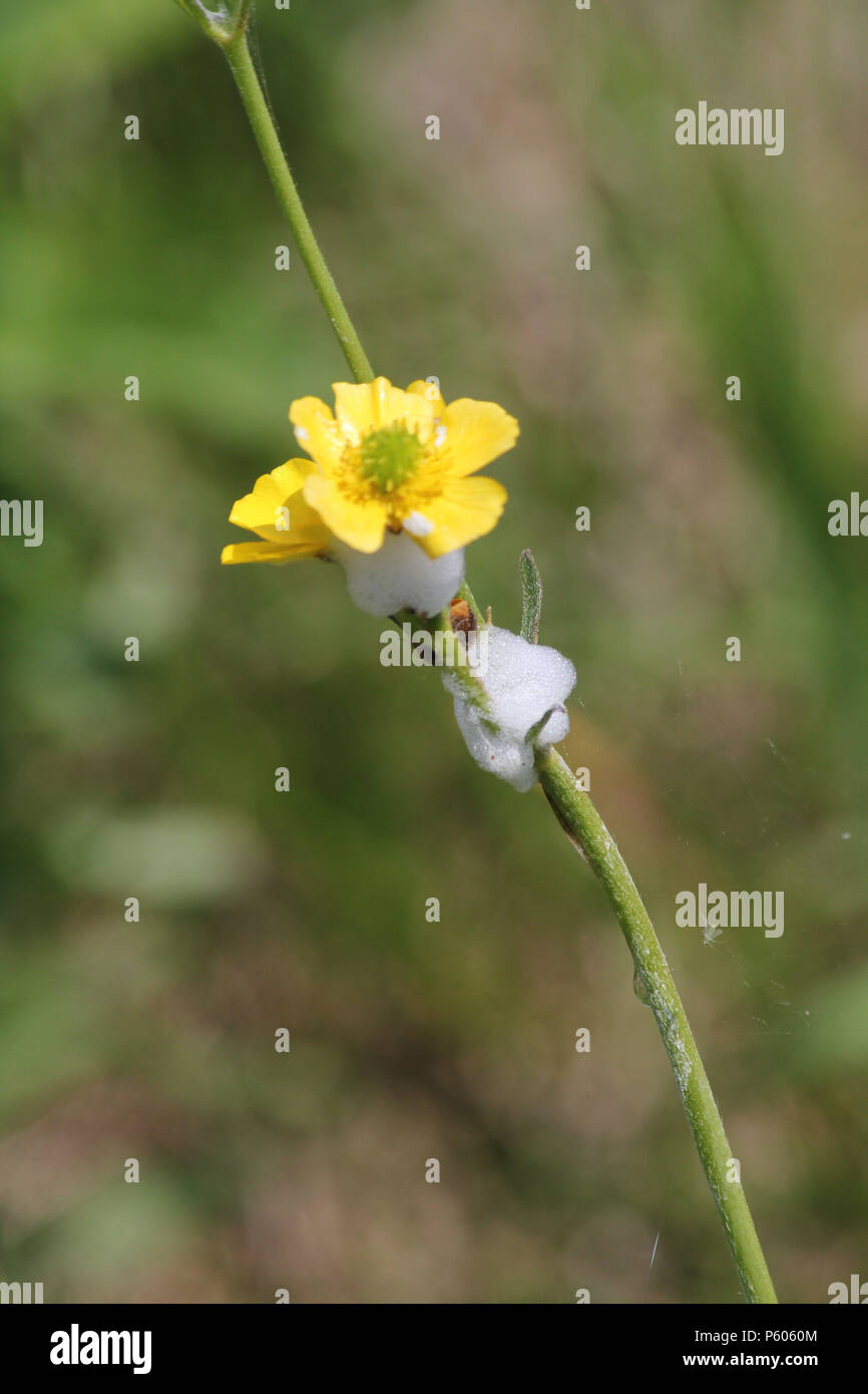Spittle bug foam on a Butter Cup plant. Immature spittle bugs are