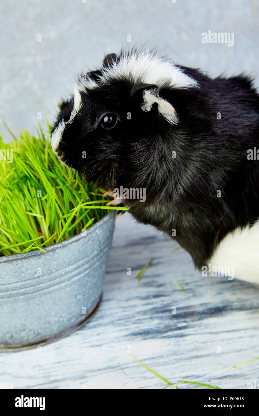 Beautiful view of Guinea Pig Fresh Grass And Watercress Recipes