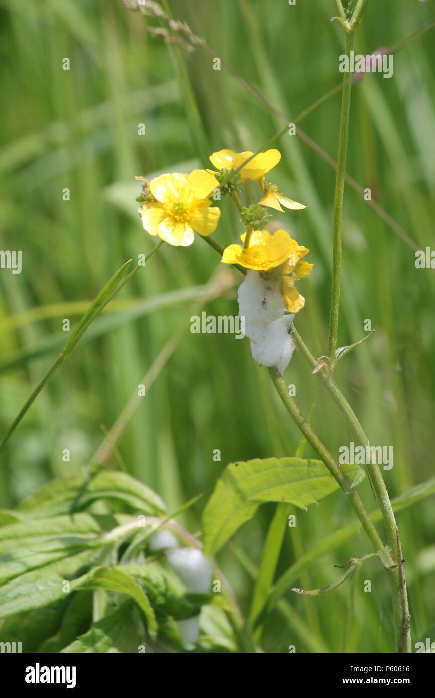 Spittle bug foam on a Butter Cup plant. Immature spittle bugs are