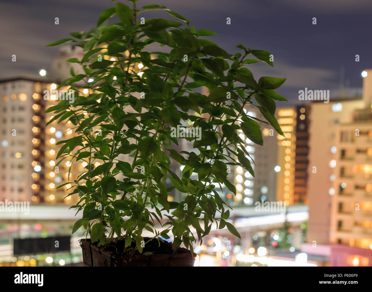 Growing on the balcony hires stock photography and images Alamy