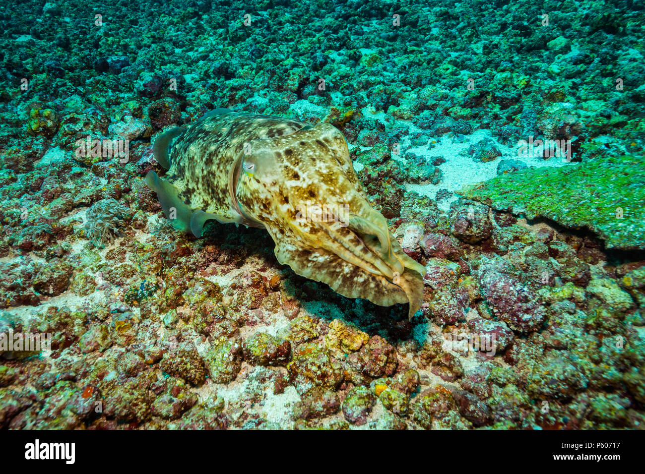 Cuttlefish on a reef in Komodo national park Stock Photo - Alamy
