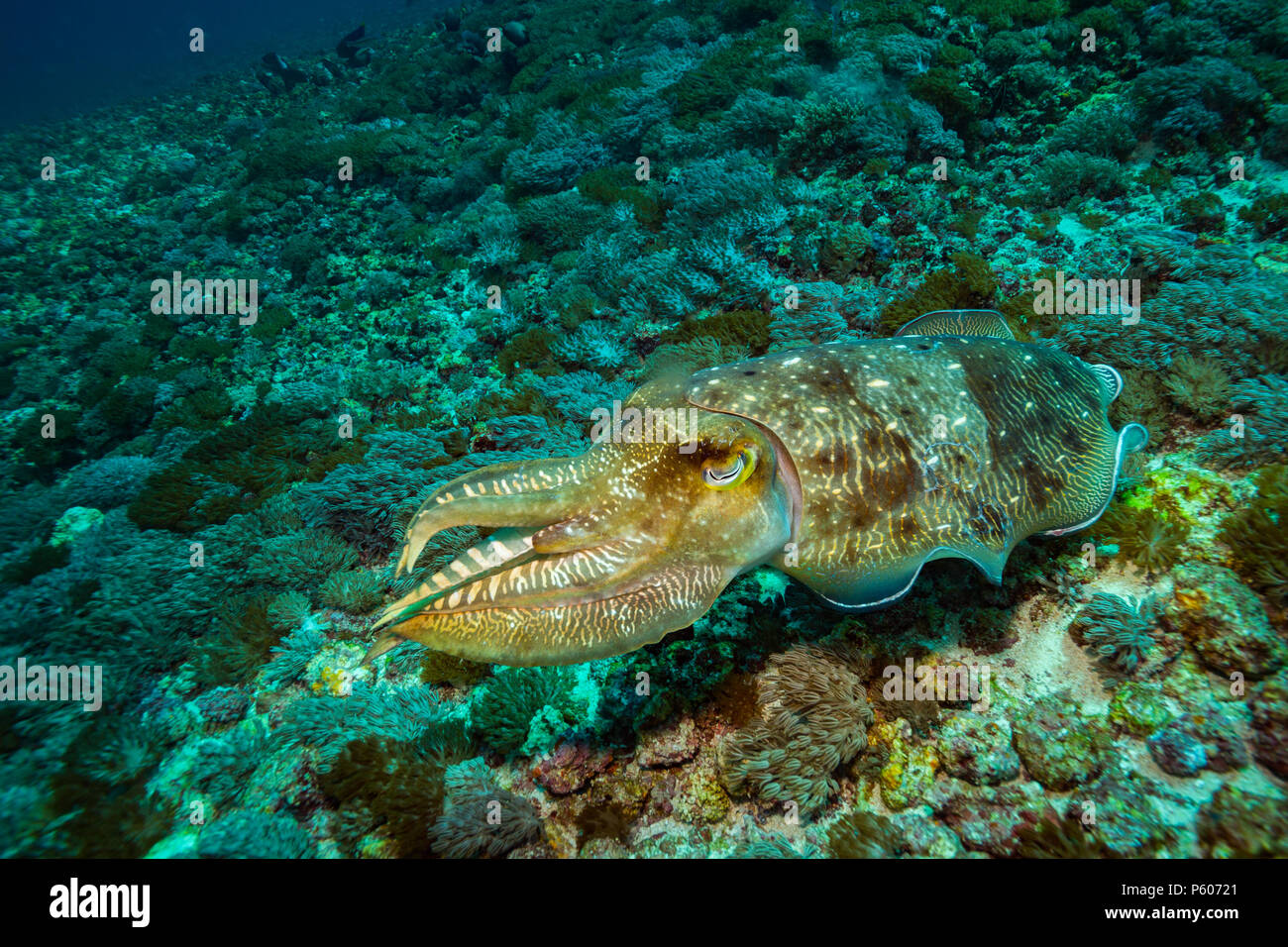 Cuttlefish on a reef in Komodo national park Stock Photo