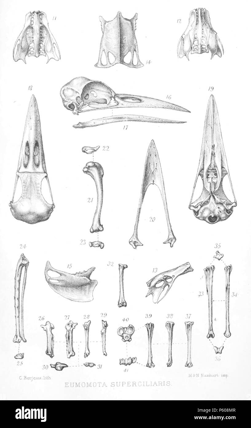 N/A. English: « Eumomota superciliaris » = Eumomota superciliosa  (Turquoise-browed Motmot) - skeleton Français: « Eumomota superciliaris » =  Eumomota superciliosa (Motmot à sourcils bleus) - squelette . 1872. John  Gerrard Keulemans (