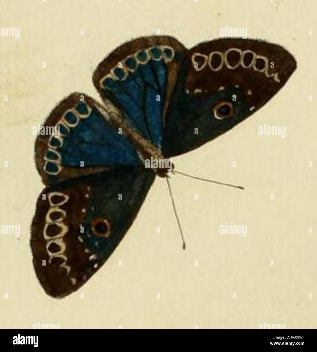 N/A. Plate CL C: '(Papilio) Lamia' ( = Eurybia lamia, iconotype), see The Global Lepidoptera Names Index, NHM. Photos at Barcode of Life . 1779. Pieter Cramer (1721 - 1776) and Caspar Stoll (between 1725 and 1730 - 1791) 536 Eurybia lamia Stock Photo