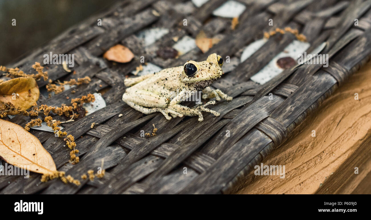 Little Florida frog on my back porch Stock Photo