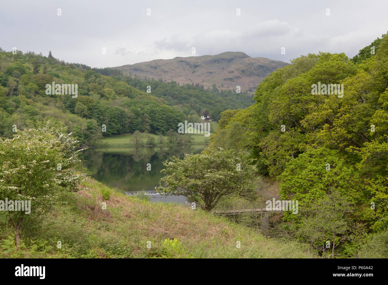 Deciduous woodland on the shore of  the Lake at Grasmere in the lake District, Cumbria Stock Photo